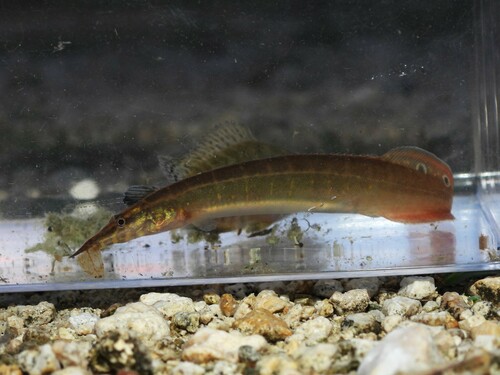 Peacock eel (Macrognathus siamensis) — Mastacembelidae