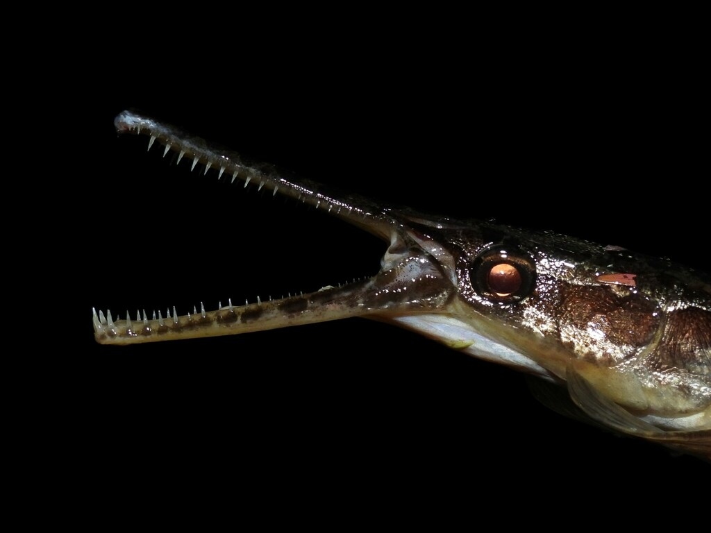 Florida Gar