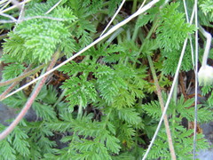 Erodium glandulosum