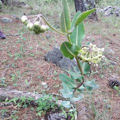 Asclepias elata