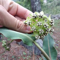Asclepias elata