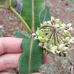 Asclepias elata