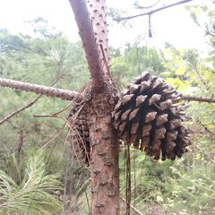 Pinus pseudostrobus apulcensis