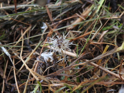 Image of Eryngium petiolatum by no rights reserved