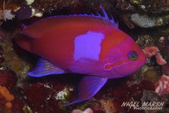 Pseudanthias pleurotaenia