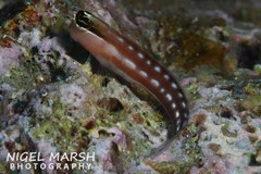 Ecsenius australianus