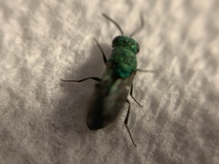 Caenochrysis