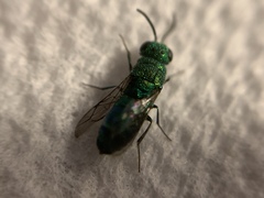 Caenochrysis