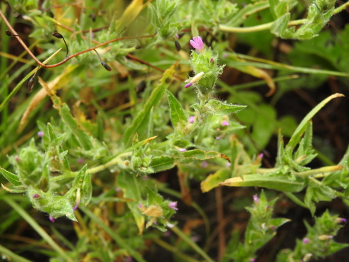 Image of Epilobium densiflorum by no rights reserved