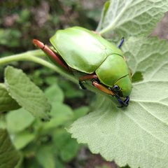 Chrysina macropus