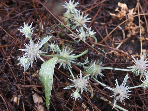 Eryngium petiolatum, photograph 6
