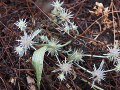 Eryngium petiolatum, photograph author not stated, no rights reserved