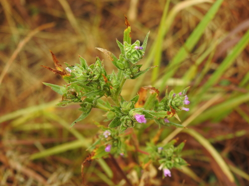 Image of Epilobium densiflorum by no rights reserved