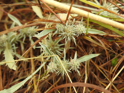 Image of Eryngium petiolatum by no rights reserved