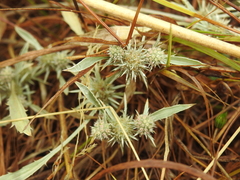 Eryngium petiolatum, photograph author not stated, no rights reserved