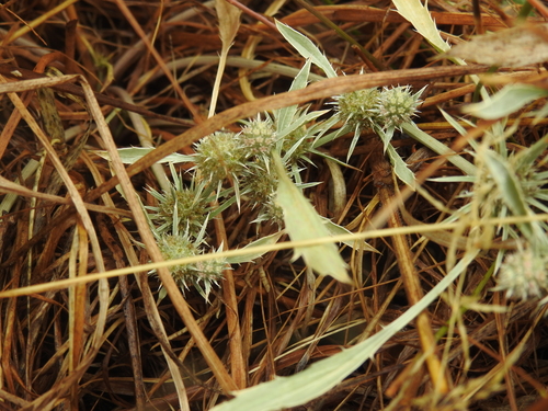 Image of Eryngium petiolatum by no rights reserved
