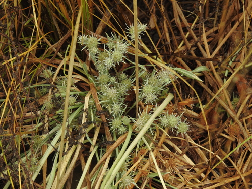 Image of Eryngium petiolatum by no rights reserved