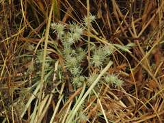 Eryngium petiolatum, photograph author not stated, no rights reserved