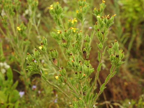 Image of Madia glomerata by no rights reserved