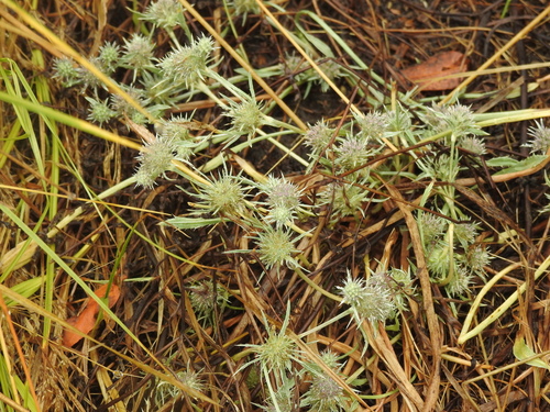 Eryngium petiolatum, photograph 2
