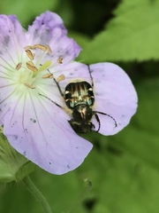 Trichiotinus viridans