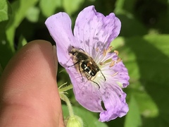 Trichiotinus viridans