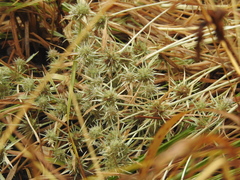 Eryngium petiolatum, photograph author not stated, no rights reserved