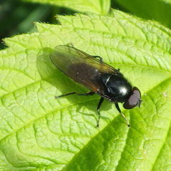 Cheilosia albitarsis