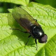 Cheilosia albitarsis