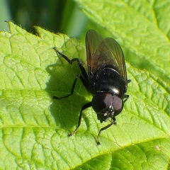 Cheilosia albitarsis