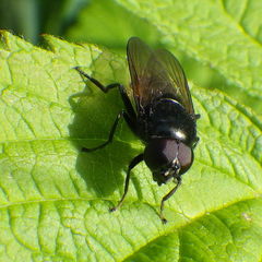 Cheilosia albitarsis