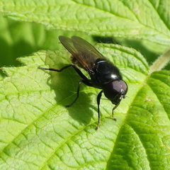 Cheilosia albitarsis