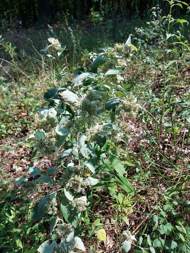 Image of Hoary Mountain-mint by no rights reserved