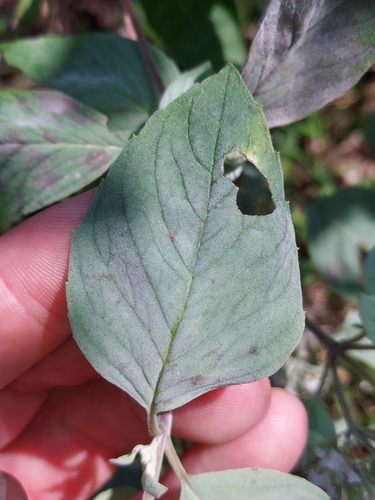 Image of Hoary Mountain-mint by no rights reserved