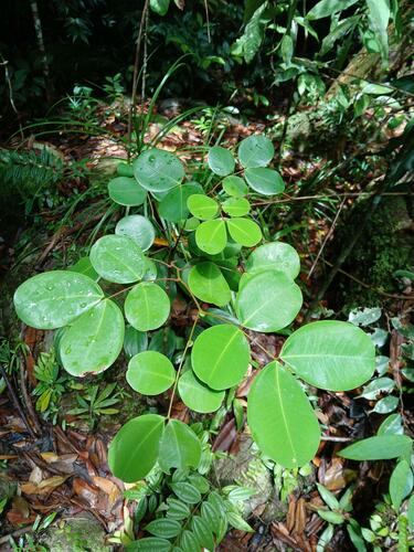 Sindora leiocarpa observed 2024-08-02