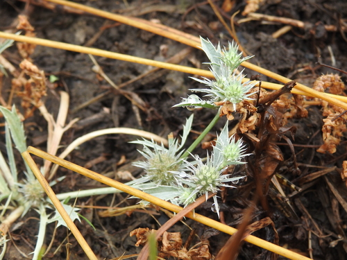 Oregon Coyote-Thistle (Eryngium petiolatum)