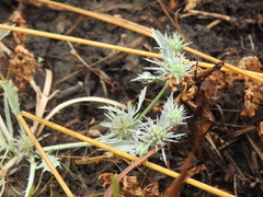Eryngium petiolatum
