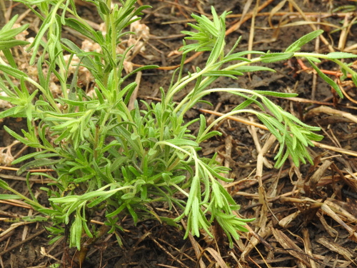 Image of Madia glomerata by no rights reserved