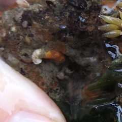 Vermetoidea