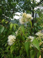 Syzygium acuminatissimum