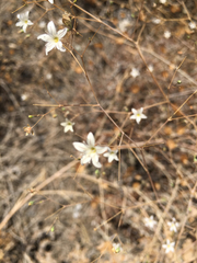 Gypsophila capillaris