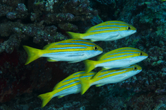 Whitebelly Snapper photo 2