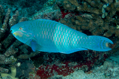 Eclipse Parrotfish photo 4