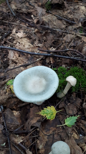 Наблюдение на iNaturalist
