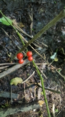 Smilax walteri
