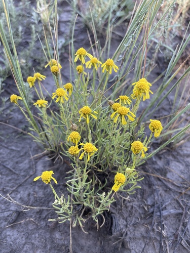 Bigelow's Rubberweed (Hymenoxys bigelovii)