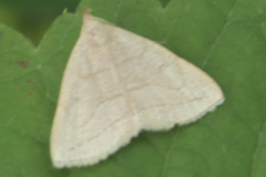 Zanclognatha pedipilalis