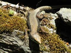 Iberolacerta monticola