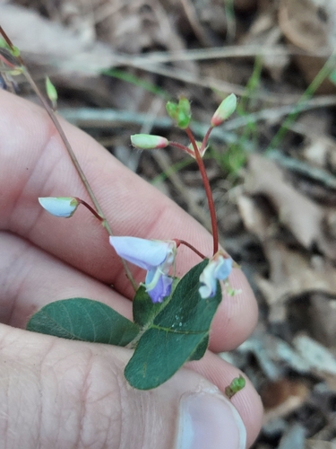 Image of Desmodium rotundifolium by no rights reserved