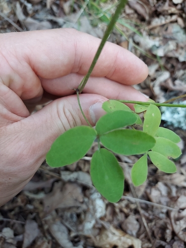 mountain pimpernel (Taenidia montana)